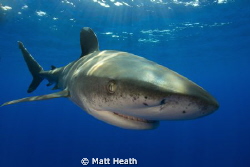 Oceanic Whitetip by Matt Heath 